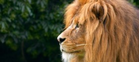 Thrown To The Lions